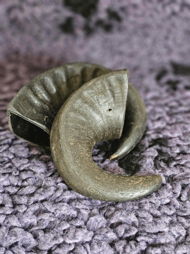 Buffalo horn large 