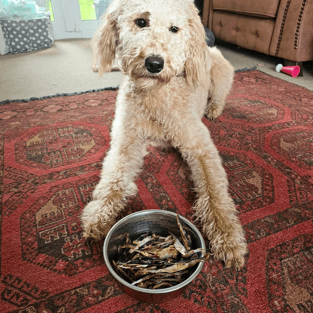 Dried Fish Sprats