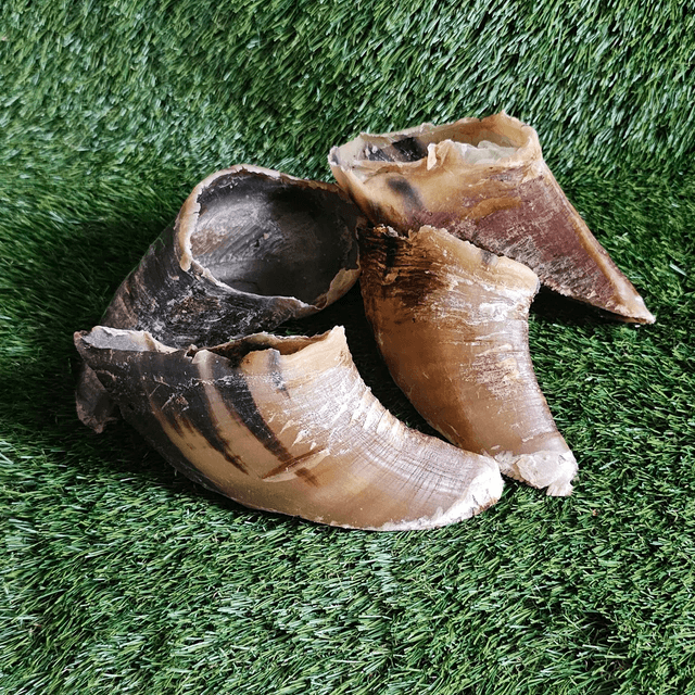 Cow hooves